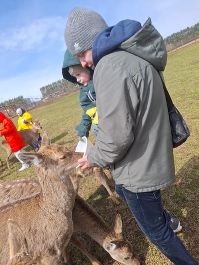 An outdoor scene in Ludorvai, Russia, captures an engaging moment at what appears to be a deer park or sanctuary. Several individuals are actively feeding a group of deer on a sunny day.
In the foreground, an adult, wearing a grey winter jacket over a blue hoodie, grey Adidas beanie, blue jeans, and dark Nike sneakers, leans forward to offer food to a large deer from a white cup. A black shoulder bag is worn over their jacket. Adjacent to this adult, a child, partially visible in a green and yellow jacket, also interacts with a deer.
The enclosure features grassy ground, with some brown patches, and a wire fence visible in the mid-ground. Beyond the fence, a line of trees marks the horizon under a clear blue sky with minimal cloud cover.
Further in the background, two more individuals are visible: one in a yellow jacket and a white beanie, and another in a red jacket, both near other deer, suggesting more feeding activities are taking place. The deer appear calm and accustomed to human presence, eagerly accepting food. The bright daylight and winter attire indicate a cool but pleasant day for this interactive experience. Visible brand names include "Adidas" on the beanie and "Nike" on the sneaker sole.