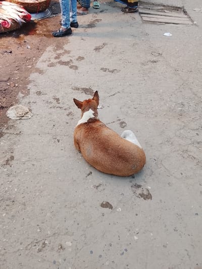 An overhead view depicts a brown and white dog lying curled on a grey concrete surface in Tarabo, Bangladesh. The dog faces away from the camera, its ears erect. Its fur is predominantly brown, with a prominent white patch on its neck/upper back and another on its hind right leg, which is tucked beneath it. In the upper left background, multiple human legs and feet are visible, indicating at least three individuals standing. One person wears blue jeans and black loafers; others wear sandals. Adjacent to the people, a market stall features several baskets containing fish, with some reddish liquid or debris on the ground beneath. The immediate ground near the stall is wet and discolored, transitioning to a drier, lighter grey concrete surface where the dog rests. A wooden grate is visible on the ground in the upper right background, and scattered debris, including a small white paper and a dried leaf, lies on the concrete. The scene is an outdoor urban or market environment.