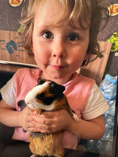The image, rotated 90 degrees clockwise, captures a close-up of a young child holding a guinea pig. The child, likely a toddler or preschooler, has light brown to blonde, curly hair and dark, round eyes. They are wearing a pink top with white sleeves and metallic snap buttons visible on the shoulder. Their expression is calm and somewhat inquisitive, looking directly towards the camera. A small scratch or chapped area is visible on their upper lip.
The child is gently cradling a tri-colored guinea pig, which is primarily white, brown, and black. Its head is facing the viewer, and its body is tucked into the child's arms. The guinea pig appears relaxed in the child's embrace.
The background is somewhat blurred but shows elements suggesting an indoor setting. To the upper right, several plastic water bottles are visible. Below them, there's a light-colored, possibly fabric surface, and further down, a darker, patterned surface that might be a rug or blanket, featuring a blurred blue handprint design. In the far upper left, a circular object that appears to be food in a bowl is partially visible. A white letter "O" and part of another letter are faintly discernible on a dark background in the upper central area.
The scene conveys a tender interaction between the child and the pet. The reflection in the child's left eye suggests a light source, possibly a screen or flash from the device taking the photo. The overall mood is peaceful. This moment takes place in VEREVSKOE, Russia.