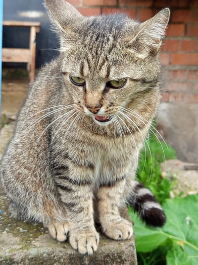 A tabby cat with green eyes and white whiskers sits on a stone ledge outdoors. The cat is facing forward and slightly down, with its mouth open, revealing a pink tongue. Its fur is a mix of grey, brown, and black stripes. The background includes a brick wall, some green foliage, and a wooden structure in the distance. The scene is set in Gdov, Russia.
