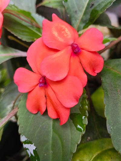 Two vibrant coral-colored flowers, likely impatiens, are centrally positioned, showcasing four petals each with a deep purple center. The flowers are set against a backdrop of lush green leaves, some bearing glistening water droplets. The foliage varies in shade and texture, adding depth. A subtle touch of red veining is visible on some leaves, and a stem with similar veining hints at the plant's structure.