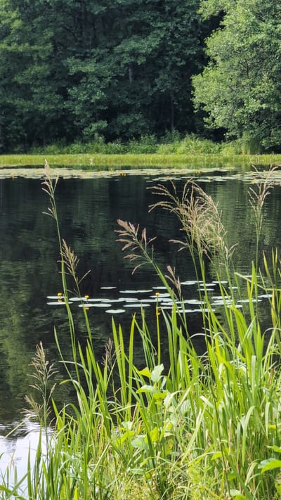 This is a vertical, eye-level, medium shot photograph taken on a bright day, depicting a serene natural scene by a body of water. In the foreground, lush green reeds and tall grasses with feathery tops grow abundantly along the bank. These plants are vibrant green and catch the sunlight, with some showing a pale brown, dry texture at their tips.
The middle ground is dominated by a dark, reflective body of water, likely a lake or pond. The surface is disturbed by gentle ripples, creating a textured appearance. Scattered across the water are numerous lily pads, their flat, green surfaces creating a distinct pattern. A few small, yellow water lilies are visible among the pads, adding touches of color to the dark water. The reflection of the trees in the background is visible on the water's surface.
The background features a dense forest. The trees are a deep green, with a thick canopy that appears lush and healthy. The foliage creates a solid wall of green, indicating a mature forest. The lighting suggests it is daytime, with sunlight filtering through the leaves, creating dappled light and shadow patterns, though the overall impression is of a shaded, cool environment. There are no people or man-made objects visible in the scene. The image conveys a sense of tranquility and untouched nature. The location is identified as Yarishnoe (Zinyakovskii S/S), Russia.