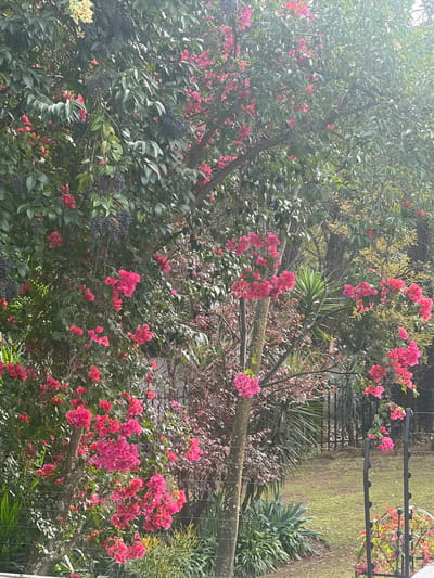 The image shows a close-up view of vibrant pink bougainvillea flowers blooming on a tree. The flowers are in clusters and fill a significant portion of the frame, interspersed with lush green leaves. Behind the bougainvillea, other greenery is visible, including darker foliage and some spiky plants. In the background, a grassy area can be seen, along with what appears to be a fence and possibly a structure like a clothesline or netting. The lighting suggests it is daytime, and the overall scene evokes a sense of a garden or outdoor space. There is no visible text in the image. The context of Pretoria, South Africa, suggests this is likely a temperate climate with abundant flowering plants.
