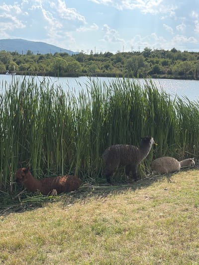 The image depicts a pastoral scene in Ivanyane, Bulgaria, featuring three alpacas resting near a body of water. The alpacas are positioned on a grassy embankment, with tall reeds growing between them and the water. The alpaca on the left is lying down, facing left, with its head partially obscured by reeds. The alpaca in the center is standing and appears to be eating a yellow object. The alpaca on the right is lying down, facing right, with its head resting on the ground. The water in the background reflects the bright, sunny sky, which is adorned with scattered white clouds. A gently sloping hill covered in trees forms the backdrop to the scene.