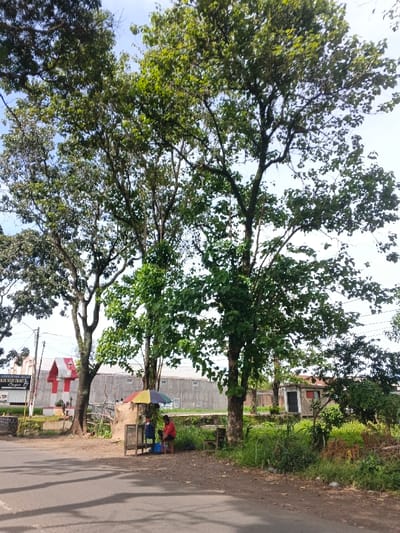 A road runs parallel to a line of trees. Two individuals are seated beneath a colorful umbrella next to a roadside stand. A grey building with red trim is visible in the background behind the trees. Overgrown vegetation fills the area beyond the stand and trees to the right. The sky is partially visible through the treetops.