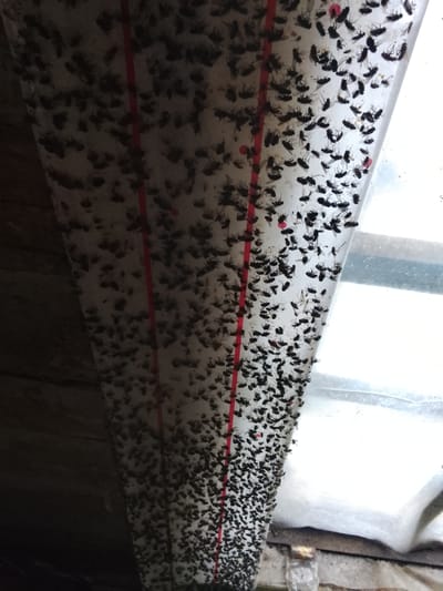 The image shows a large number of dead flies stuck to a sticky surface. This surface appears to be a fly strip or a similar insect trap, as suggested by the many trapped insects. The trap is hanging vertically, with two red lines running down its length. The scene is dimly lit, with the light source appearing to be from the right side of the image, possibly a window or opening, which is partially covered by what looks like a translucent material. The background on the left is dark and textured, possibly indicating wooden beams or walls of a structure. The flies are densely packed, covering most of the visible surface of the trap. Some small red specks, possibly dried blood or residue from the flies, are also visible among the insects. The setting appears to be an indoor or sheltered outdoor location, possibly a barn, shed, or under an eave, given the materials and lighting. The overall impression is one of an accumulation of dead insects in a confined space, suggesting an infestation that has been dealt with using a sticky trap. There is no visible text in the image.