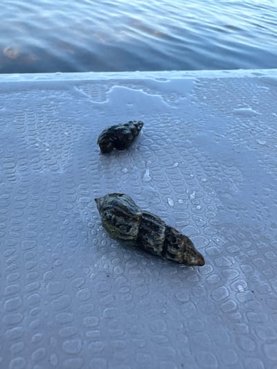 Two whelk shells rest on a wet, textured grey surface, possibly a dock or boat deck. The shells are dark, rough, and conical in shape, with one shell positioned in the foreground and another further back and to the left. In the background, blurry blue water with rippling waves suggests an outdoor setting near a body of water. The overall scene is likely a snapshot taken in Razdolnoye, Russia, given the context.