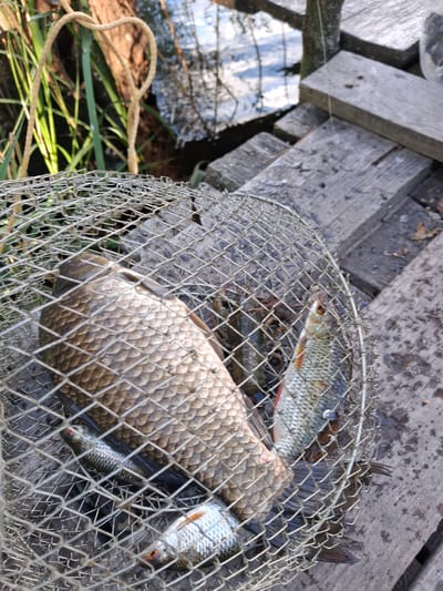 The image shows a wire fishing basket filled with several fish, resting on a wooden dock. The dock appears weathered and is situated next to murky water, with green reeds visible along the edge. A coiled rope lies on the dock near the water. The fish in the basket vary in size and color; some have silvery scales and orange fins, while others are darker and larger with prominent scales. The lighting suggests it is daytime, with the sun casting shadows and highlighting the textures of the fish scales and the wooden planks. The overall scene depicts a successful fishing excursion, likely taking place in a rural or natural setting in Reutyntsi, Ukraine. No people or text are visible in the image.