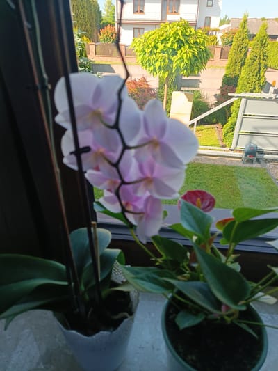 The image shows two potted plants, an orchid and an anthurium, placed on a windowsill. The orchid has delicate pink and white flowers, while the anthurium has green leaves and a red spathe.
Through the window, a sunlit backyard is visible. The yard features a neatly mowed green lawn, bordered by a wooden fence. Beyond the fence, there are several evergreen trees and a deciduous tree with bright green foliage. A house with a white facade and brown window frames is situated in the background, along with a modern metal gate and a small red and grey automated gate opener.
The scene is set in Tokarnia, Poland, and the time of day appears to be daytime, with bright sunlight casting shadows. The weather seems to be clear and sunny. There is no visible text in the image. The overall impression is one of a peaceful domestic setting, with indoor plants complementing the view of a well-maintained outdoor space.