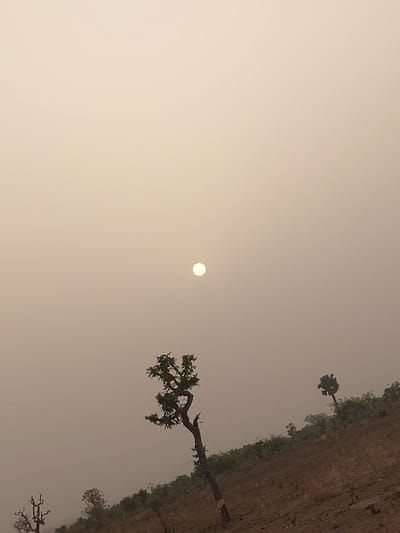A hazy, sepia-toned landscape under a bright, obscured sun. Silhouetted trees and vegetation line the right side, suggesting a hill or slope. A prominent, bare tree branch extends diagonally. The sky is uniform, lacking distinct cloud formations, contributing to the hazy effect. The overall impression is one of dry climate and atmospheric obscuration.