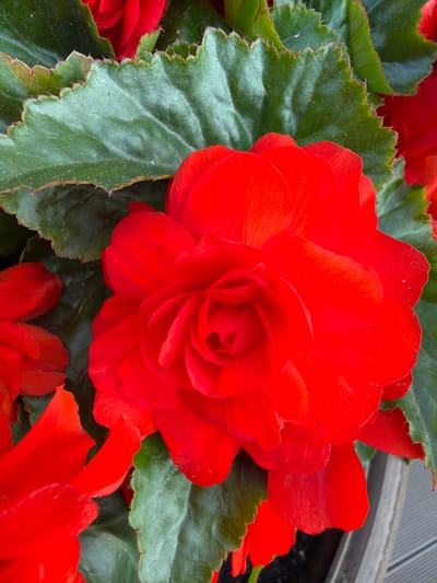 A close-up, eye-level shot captures a vibrant red begonia flower in bloom, surrounded by lush green foliage. The flower, with its numerous ruffled petals, is the focal point, showcasing its intricate texture and rich color. The leaves are a deep green with serrated edges, providing a contrasting backdrop to the bright red blooms. Some of the leaves show a slight dusting of what might be pollen or water droplets. The scene appears to be set outdoors, with a hint of a grey wooden surface visible in the lower right corner, possibly a deck or railing. The image is well-lit, highlighting the details of the petals and leaves. The location is identified as Sukhaya, Russia, though no specific landmarks or urban elements are depicted, suggesting the image was taken in a garden or natural setting within or near the city. There are no people or animals present in the frame.