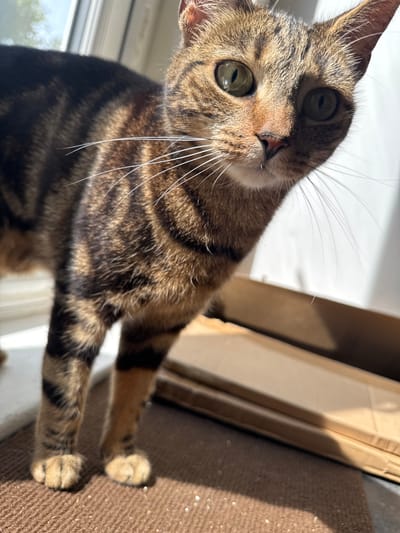 A close-up, canted-angle shot captures a tabby cat looking directly at the camera. The cat's face is mostly in focus, revealing green eyes, a pink nose, and white whiskers. Its coat has brown and black stripes. Part of the cat's body extends down and towards the right of the frame, with two paws visible. In the background, a cardboard box is present, with a textured brown surface visible on the right side of the frame. The setting appears to be indoors. There is no visible indication of Desborough, United Kingdom.