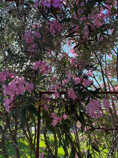 This is a close-up, eye-level photograph of a dense cluster of pink oleander flowers and their dark green foliage, set against a bright blue sky. The flowers are in various stages of bloom, with some fully open and others still in bud. Sunlight filters through the leaves and blossoms, creating dappled lighting effects. The background reveals more of the plant's branches and a hint of a grassy area below. The scene is located outdoors in Νέα Καλλικράτεια, Greece.