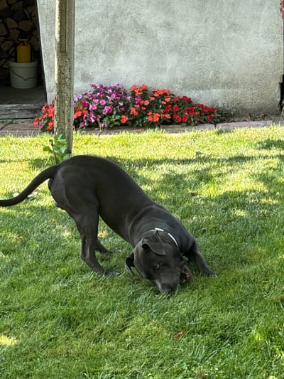 A dark-colored dog, possibly a pit bull mix, is in a playful pose on a patch of green grass in the city of Tvarditsa, Bulgaria. The dog is on its front paws, with its rear end elevated and its tail curled upwards. Its head is lowered, and it appears to be chewing on something on the ground. In the background, a rough-textured wall of a building is visible, with a line of colorful flowers, including red, pink, and purple blossoms, planted along its base. To the left of the wall, a section of an open doorway reveals a stack of wood and a yellow container inside a white bucket. A rough, gray concrete post stands in the foreground, partially obscuring the view of the dog and the background. The scene is illuminated by sunlight, casting dappled shadows on the grass.