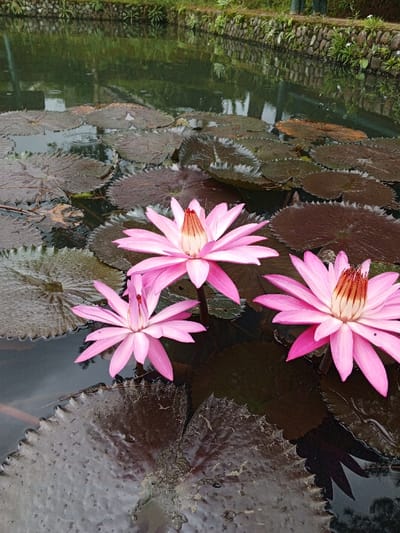 This image depicts a section of a pond located in Weinten, Liberia. Three pink water lilies are prominently featured in various stages of bloom on the dark water surface, surrounded by numerous dark green and reddish-brown lily pads with serrated edges. The water reflects ambient light and distant foliage. In the background, a low stone wall, partially covered with green vegetation, borders the pond. Beyond the wall, additional green foliage is visible. No individuals, objects of human origin, or discernible actions are present in the frame. The scene is static, primarily composed of aquatic flora.