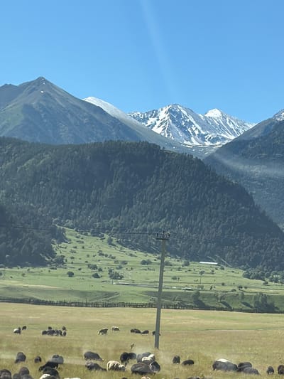 The image depicts a mountain landscape in Верхне-Тебердинское сельское поселение, Russia, under a clear blue sky. In the foreground, a flock of sheep grazes in a dry, grassy field. A wooden utility pole stands prominently in the mid-ground, with power lines stretching across the frame. Behind the field, a lush green valley slopes upwards, dotted with scattered trees and some distant buildings. The mid-ground is dominated by a densely forested mountainside, which transitions into higher, majestic peaks in the background. Some of these peaks are capped with snow, indicating a significant elevation. The overall scene conveys a sense of natural beauty and rural tranquility.