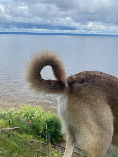 The image shows the hindquarters and tail of a dog against a backdrop of water and sky. The dog's fur is a mix of brown and white, and its tail is curled over its back, creating a fluffy loop. The water appears to be a large body, possibly a lake or river, with gentle ripples on its surface. The sky is overcast with dramatic clouds, suggesting a day with changing weather.
In the foreground, the dog is positioned on a grassy embankment with some scattered greenery and dry stalks of grass. A single purple wildflower is visible amidst the green foliage, adding a small splash of color to the scene. The perspective is from behind the dog, focusing on its tail and the texture of its fur. The overall impression is one of a peaceful outdoor moment, possibly in a natural setting near a body of water in Leninsky, Russia. The lighting suggests it could be late afternoon or early evening, given the soft light and muted colors. No text is visible in the image.
