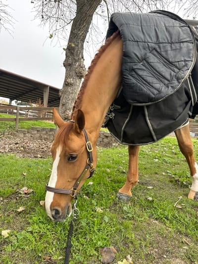 A chestnut horse with a white blaze stands in a grassy area wearing a dark blanket and a brown leather halter. The horse's head is near the ground, as if grazing. A leafless tree trunk is visible near the horse's neck and shoulder. A portion of a building with a corrugated roof appears in the background. The image is composed in a portrait style.