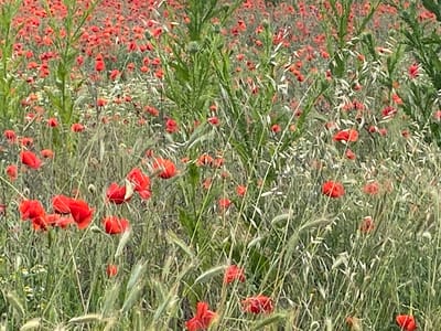 The image displays a vibrant, dense field teeming with wildflowers and grasses. Predominantly, numerous bright red poppies (likely Papaver rhoeas) are scattered throughout the frame, their petals providing splashes of intense color against the rich green backdrop. Various types of green grasses, some with fine, feathery seed heads, form a thick layer across the field, intermingling with the poppies.

Taller, spiky green plants, possibly thistles or other wild greens, rise above the lower flora, particularly visible in the central and upper parts of the image, adding structural diversity to the field. Smaller clusters of white flowers, reminiscent of chamomile or similar wildflowers, are also visible, especially in the background and mid-ground, contributing subtle lighter tones.

The scene captures a natural, uncultivated landscape, likely a meadow or a roadside field. The lighting suggests it is daytime, with soft, diffused light illuminating the plants, indicating either an overcast sky or early morning/late afternoon conditions without harsh shadows. No specific activity is depicted, nor are any people or artificial objects present. The overall impression is one of natural beauty and tranquility in a rural setting. No text is visible in the image. This field is located in Belo Pole, Bulgaria, typical of the region's natural flora during bloom season.