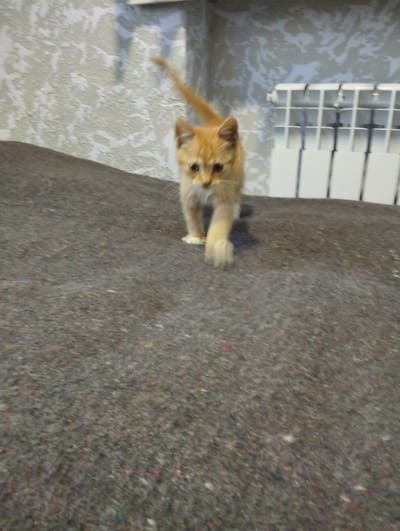 A ginger kitten walks forward on a dark gray carpeted surface. The kitten is in focus and appears to be young, with large eyes and whiskers. The background is out of focus, showing a wall with a textured pattern and a white radiator. The scene appears to be indoors, possibly in a home. There is no visible indication of the kitten's location in Vinkivtsi, Ukraine.