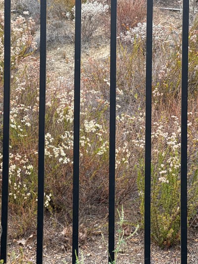 The image displays a dense, dry, natural landscape viewed through horizontal black bars. The flora consists of numerous small, white flowers clustered on thin stems, interspersed with dry, brown, and green foliage. The ground is covered in a mix of dry leaves, twigs, and sparse vegetation. The scene suggests an arid or semi-arid environment, possibly during a dry season. The lighting appears natural and diffused, indicating daytime, but without strong shadows, making it difficult to determine the exact time of day. No people, animals, or man-made structures, other than the black bars which obscure parts of the view, are visible. The black bars are evenly spaced and run horizontally across the frame, creating a segmented view of the landscape. The overall impression is one of wild, untamed nature. No text is visible in the image. The location context of Santa Clarita, United States of America, aligns with the visual cues of dry, scrubby vegetation often found in such regions.
