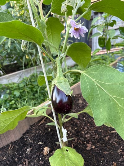 The image shows a close-up view of a small, ripe eggplant growing on a plant. The eggplant is dark purple and shiny, with a green calyx. The plant has large, green leaves and a single purple flower with yellow stamens. The background is blurred but appears to be a garden setting, with dark soil and hints of other plants. The scene is lit by natural light, suggesting it was taken outdoors during the daytime. There are no people visible in the image, and no text is present. The location is identified as Ćwiklice, Poland. The image captures a moment of growth in a garden, highlighting the developing fruit and its accompanying flower.