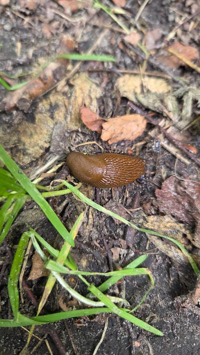 A brown slug is pictured on the forest floor in Cekule, Latvia. The slug is elongated and has a ribbed texture along its back. It is positioned in the center of the frame, with its head pointing downwards and to the left. The ground around the slug is covered with damp soil, fallen leaves, and blades of green grass. Some of the leaves are a reddish-brown color, indicating they are dry and decaying, while others appear darker and more moist. Small twigs and debris are also scattered across the ground. The lighting suggests it could be daytime, possibly overcast or in a shaded area, given the lack of harsh shadows. The overall setting is a natural, outdoor environment, likely a woodland or garden area. No text is visible in the image.