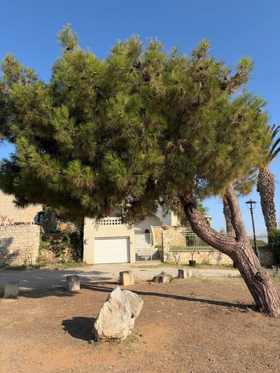In the city of Kassandra Municipal Unit, Greece, a large pine tree with a gnarled trunk leans dramatically to the right, its dense green foliage casting a shadow on the dry, sandy ground. Several stone bollards and a large, light-colored rock are scattered in the foreground. Behind the tree, a building with a white roll-up garage door is visible, flanked by a stone wall and a low yellow fence. A palm tree stands to the right of the pine tree, and a black lamppost is positioned between them. The sky above is clear and blue.