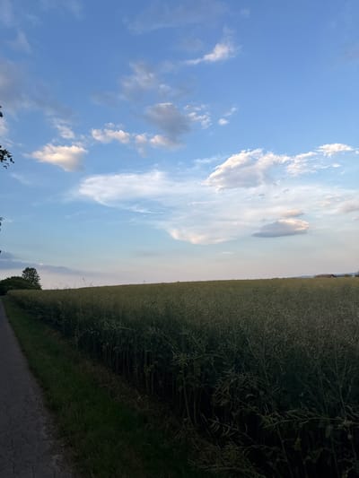 A vertical, eye-level, outdoor shot shows a path on the left of the image, adjacent to a field of crops. The path is paved with dark gray, cracked asphalt. To the right of the path, a strip of dark green grass is visible. The majority of the image is filled with a dense field of tall, green crops with thin stalks and seed pods. The field stretches to the horizon, where it meets a pale blue sky with scattered white and gray clouds. In the far distance, a small, red-roofed building is visible on the right side of the horizon. The sky transitions to a lighter hue near the horizon, suggesting it is late afternoon or early evening. A few trees are visible on the far left of the image, bordering the path. The overall scene depicts a rural landscape.