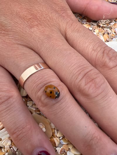 A close-up shot captures a hand resting on a bed of small shells and pebbles, suggesting a beach or coastal environment. The hand, with its skin texture clearly visible, is adorned with a simple, rose-gold band on one finger. Perched on the knuckle of another finger is a ladybug, its distinctive red-orange shell marked with black spots. The ladybug appears to be the primary focus of the image, its small size contrasting with the larger expanse of skin and shells. The lighting suggests it is daytime, possibly under overcast skies, as there are no strong shadows. The overall impression is one of a tranquil, close-up observation of nature encountered in a seaside setting. There is no visible text in the image.