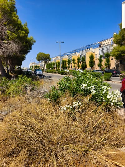 The image depicts a street scene in Dehesa De Campoamor, Spain, on a clear day with a bright blue sky. In the foreground, a patch of dry, golden grass and some green foliage with white flowers occupies the lower portion of the frame. A paved road runs through the middle of the image, with several parked cars lining the right side. These include a silver hatchback, a black hatchback, and a red vehicle partially visible on the far right. On the left side of the road, a line of trees with green foliage and bare branches extends into the distance. Beyond the trees and the road, a row of multi-story residential buildings with yellow facades and blue awnings stands prominently. The buildings are characterized by their modern architecture, featuring balconies and slatted coverings on the upper floors. Streetlights are visible along the road, and more greenery, including manicured hedges and small trees, is planted along the sidewalks in front of the buildings. The overall impression is a suburban street with residential housing and vegetation.