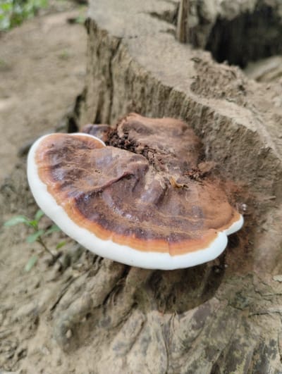 A close-up, eye-level, outdoor shot features a bracket fungus growing on a fallen tree trunk. The fungus is predominantly brown with a distinct white, crescent-shaped edge. It is slightly tilted, revealing its underside. The surrounding environment appears to be a natural setting, possibly a forest or park in Luengbaro, Indonesia, with a soft, earthy ground and hints of green foliage in the blurred background. The texture of the tree bark is rough and weathered.