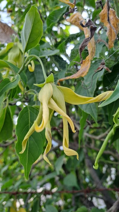 A pale yellow, elongated flower with six petals hangs from a branch covered in green leaves and intricate spiderwebs. The flower's petals are twisted and curled, giving it an almost ethereal appearance. In the background, blurred green foliage and some dried brown leaves suggest an outdoor environment, possibly a garden or park in Kruengjuli Timu, Indonesia. A thin, rusty barbed wire fence is visible at the bottom of the frame, hinting at the edge of a property. The lighting is soft and diffused, creating a gentle mood. There are no people or animals present.