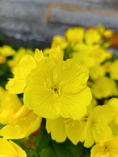 A close-up, high-angle shot captures a cluster of bright yellow flowers. The petals of the central flower are prominently displayed, showcasing delicate veins. In the blurred background, a gray, textured surface with an orange stripe is visible, possibly a wall or building. The flowers are in focus in the foreground, while the background is out of focus. The setting appears to be outdoors, with some green foliage visible beneath the flowers. The image does not contain any people or specific landmarks in the city of Зипуново, Russia.