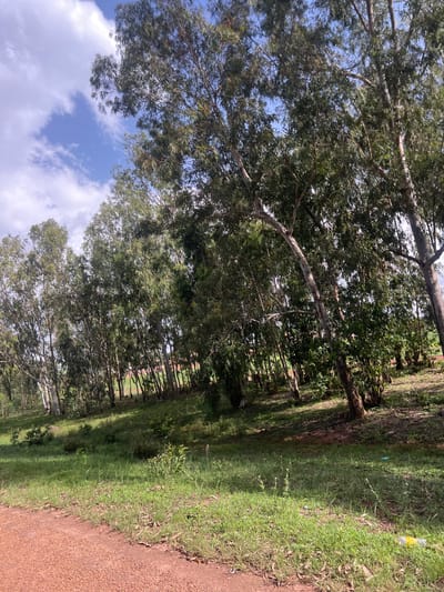 This is a photograph taken in Durumi, Nigeria, depicting a natural landscape with a dirt road in the foreground and a line of trees bordering a grassy slope behind it. The sky is blue with scattered white clouds. The trees are tall and slender, with green foliage. The ground is covered with grass and some dry leaves. There is no sign of human activity or structures in the immediate vicinity of the scene.