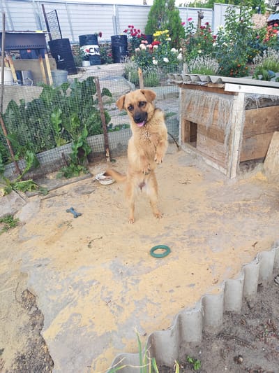 A medium-sized, tan-colored dog with its tongue out is standing on its hind legs in a sandy, outdoor area. The dog is facing the camera and appears to be looking up. In the background, there is a wooden doghouse with a corrugated roof. To the left of the dog, a white bowl sits on the ground. A blue, bone-shaped toy is in the sand near the doghouse, and a green, ring-shaped toy is further to the left. Behind the doghouse, there are several large black barrels. A fence encloses the area, and beyond the fence, there are rose bushes in bloom and various other plants. The overall environment suggests a backyard or yard area.
