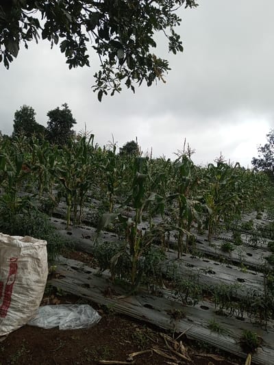 The image displays an agricultural field in Kondha, India, under an overcast sky. In the lower-left foreground, a white woven polypropylene sack with red markings stands upright on dark brown soil, accompanied by a crumpled clear plastic bag resting on the ground. The field extends into the midground and background, featuring rows of tall corn (maize) plants, many exhibiting tassels, intercropped with smaller, leafy plants, consistent with chili peppers or similar vegetables. The soil between these crop rows is covered by light grey plastic mulch sheeting. A dense treeline with dark green foliage borders the field in the background. Dark green leaves from an unseen tree partially obscure the top of the frame. No individuals are present within the depicted scene.