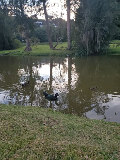 This tranquil outdoor image, taken in Curitiba, Brazil, depicts a serene pond landscape, likely during the soft light of either early morning or late afternoon. The water, appearing murky greenish-brown, stretches across the middle of the frame, reflecting the sky and surrounding trees.

Several birds inhabit the scene. In the foreground of the pond, a large, dark-plumaged bird, identifiable as a Muscovy duck by its dark body and visible red wattle on its face, swims gracefully. Further back, another smaller, dark duck and other indistinct waterfowl are present in the water.

A lush, green grassy bank forms the right side of the foreground, leading down to the water. The far bank, on the left side of the pond, is densely wooded with numerous mature trees. Some of these trees are draped with Spanish moss, a notable detail suggesting the local warm and humid climate. Through the tree line on the far bank, a distant white building is faintly visible, indicating nearby human structures. The calm water clearly reflects the trees and the bright sky, which contributes to the overall peaceful atmosphere. No human activity is depicted, and no visible text appears in the image.