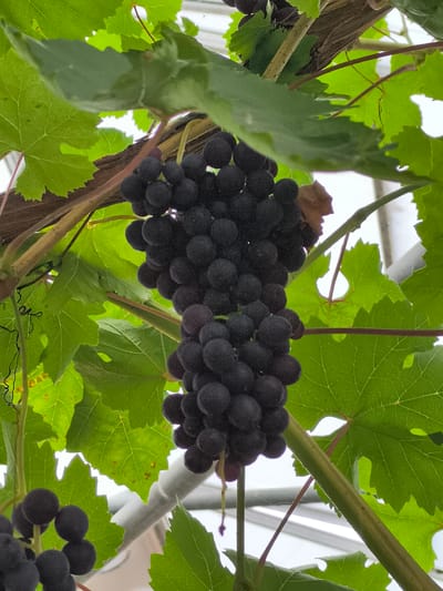 This image shows a close-up of a cluster of dark purple grapes hanging from a vine. The grapes are round and plump, with a slightly dusty bloom on their surface. They are clustered together tightly on thin stems. Lush green grape leaves surround the cluster, some of which have serrated edges and prominent veins. The vine itself appears woody and aged, with a rough texture. Thin, wiry tendrils curl outwards from the vine. The background is blurred and consists of what appears to be a greenhouse structure with white elements and some dappled sunlight filtering through. The image does not depict any people or specific location within Warmenhuizen, Netherlands, beyond the general setting of a vineyard or greenhouse.