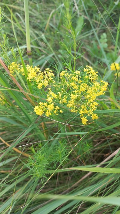 A close-up, vertical shot captures a cluster of small, bright yellow flowers growing amidst tall, green grasses and thin stems. The flowers are delicate and numerous, forming a frothy bloom that stands out against the muted green and brown tones of the surrounding vegetation. The environment suggests an outdoor setting, likely a field or roadside within the Стрэшынскі сельскі Савет, Belarus, given the presence of wild flora. No people or animals are visible in the frame. The lighting is soft, indicating it might be early morning or late afternoon.