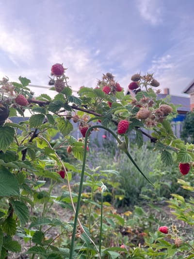 A close-up, low-angle shot captures a raspberry bush laden with ripe and unripe berries against a cloudy sky. The raspberries, in varying shades of red and brown, are clustered on thorny branches with green leaves. In the background, a blurred garden scene features lavender and other greenery, with the corner of a brick building visible. The image is set in a garden in Tikhoretsk, Russia, during daylight hours. There are no people or animals present in the scene.