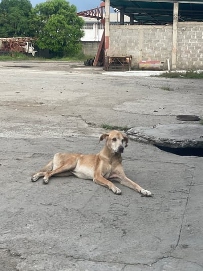 In Parroquia Guatire, Venezuela, a tan-colored dog lies on cracked concrete in an outdoor industrial area. The dog is lying on its side, with its front legs extended forward and its hind legs tucked underneath. The dog's head is turned to the left, and its ears are perked up. In the background, a brick wall and a corrugated metal roof are visible, along with some trees and rusty industrial equipment. The scene appears to be a general outdoor storage or maintenance area, possibly associated with a business.