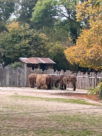 The image captures an outdoor animal enclosure within the Parc Zoologique et Botanique de Mulhouse, France. Five long-haired bovines, consistent with Highland cattle, are present. Their shaggy brown and tan coats largely obscure their features. Three animals are positioned with their backs partially towards the viewer, while two others are partially obscured, one with its head lowered towards a pile of feed, likely hay or grass, on the ground. They are contained within a rustic wooden fence constructed from vertically placed logs. Behind the fence, a small, weathered wooden structure with a rusted corrugated metal roof is visible. The background consists of dense foliage and trees, exhibiting both green and autumnal yellow-orange colors. The immediate foreground features a sparse, grassy, and dirt-covered area, crossed by faint horizontal lines, possibly indicating a lower barrier or rope. No human subjects are visible.