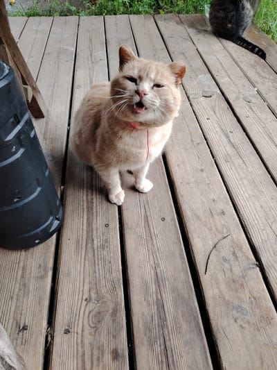 A light-colored cat with a pink collar is sitting on a wooden deck. The cat is facing forward and appears to be meowing or yawning. There is another cat, mostly out of frame, in the background. The deck is made of weathered wooden planks. Green vegetation is visible in the background, suggesting an outdoor setting. The scene is consistent with a residential backyard or porch.