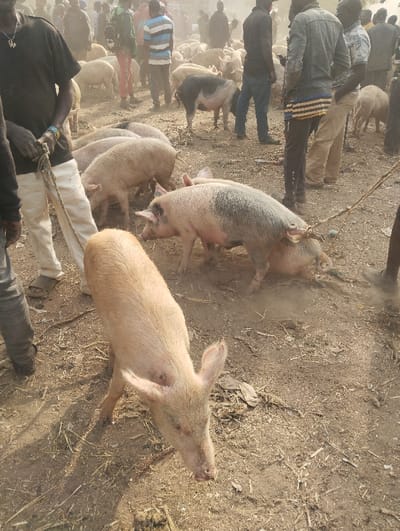 The scene depicts an outdoor gathering of pigs and people in a dusty, dirt-covered area, identified as Unguwan Rimi, Nigeria. The ground is irregular, showing scattered organic matter like straw and pieces of discarded plastic. Numerous pigs are present, primarily light-skinned (pink or beige), with several exhibiting distinct black and white markings. In the immediate foreground, a light-colored pig with visible ear notches stands facing downwards, appearing to root in the dirt.
Mid-ground details include a black and white pig standing, tethered by a rope around its neck, which extends out of frame to the right. Adjacent to it, another light-colored pig lies on the ground, also appearing restrained by a rope. Additional pigs are visible throughout the background, standing and moving amidst the dust.
Multiple adult males are dispersed within the pig population. On the left side of the foreground, a person wearing a black t-shirt and white trousers holds a rope. Other individuals, dressed in casual attire including jeans, t-shirts, and sandals, are observing or interacting with the animals. The background is hazy, obscuring specific distant details of the environment.