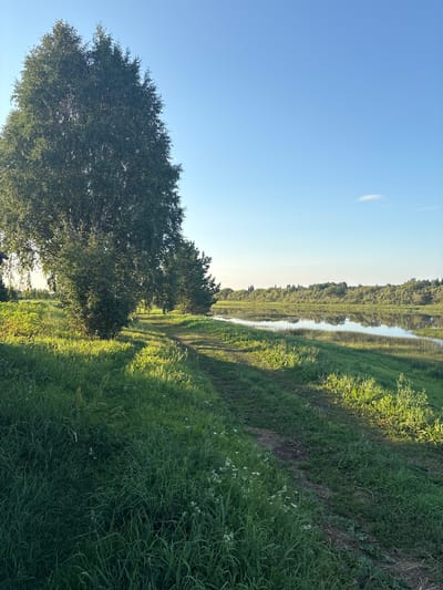 The image depicts a tranquil riverside scene under a clear blue sky, bathed in the warm light of either sunrise or sunset. On the left side of the frame, a large birch tree stands prominently, its dense green foliage casting long shadows across a grassy path. The path, worn into the earth, meanders alongside the riverbank. Further back, a dense line of trees forms the opposite bank of the wide, calm river, their reflections shimmering on the water's surface. The environment suggests a natural, undeveloped area, likely a park or a rural setting. There are no people or animals visible in the image, and no man-made structures are apparent, contributing to the overall sense of peaceful solitude.