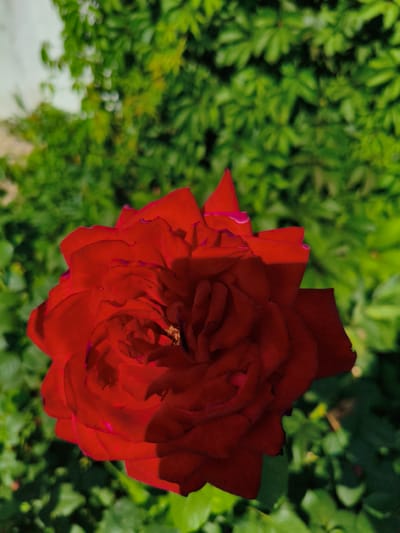 A close-up, high-angle shot captures a vibrant red rose in full bloom, its petals unfurling in intricate layers. The rose is positioned in the foreground, dominating the frame with its rich color and detailed texture. The background consists of lush, out-of-focus green foliage, suggesting an outdoor garden setting. Sunlight casts shadows across the rose's petals, highlighting their delicate curves and velvety surface. The image has a shallow depth of field, with the rose sharply in focus and the surrounding greenery softly blurred, creating a sense of depth and drawing the viewer's eye to the central subject. The environment appears natural and serene. There are no people or man-made structures visible in the image. The image does not contain any information that would indicate its location in Ақсуат ауылдық округі, Kazakhstan.