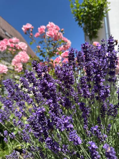 A close-up, ground-level shot captures a profusion of blooming lavender plants in the foreground, their vibrant purple flowers reaching upwards under a clear blue sky. In the middle ground, soft-focus pink roses bloom in clusters, adding a contrasting color to the scene. Behind the roses, the blurred outline of a building with a brown tiled roof is visible on the left, suggesting an urban or suburban setting. The background also features greenery from trees and foliage, as well as a white structure on the right. A bee is present, actively pollinating one of the lavender sprigs. The overall impression is one of a sunny, pleasant day in a garden, likely located in Bietigheim-Bissingen, Germany.