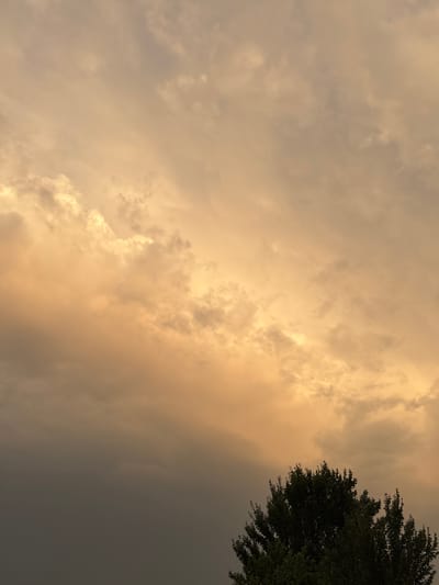 The image depicts a close-up of a tree's crown silhouetted against a sky filled with dramatic clouds. The clouds are predominantly a warm, golden-orange hue, suggesting either sunset or sunrise, with patches of darker, grayer clouds interspersed. The foliage of the tree is dark green and appears dense, with individual leaves and branches distinctly visible. The perspective is from below, looking upwards towards the sky. There are no people or signs of human activity present in the frame. The scene is likely a natural landscape.
