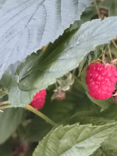 The image shows a close-up of a raspberry plant with two ripe raspberries. The raspberries are bright pink and have the characteristic segmented appearance of the fruit. They are surrounded by green leaves, some of which are light green and appear to be covered in a fine fuzz, while others are a darker, richer green. The leaves have serrated edges and prominent veins. The background is out of focus, creating a shallow depth of field that draws attention to the raspberries. The lighting appears to be natural, suggesting it might be daytime. The scene is likely outdoors, in a garden or natural setting where raspberries are grown. There is no text visible in the image. The location is identified as Ocnița, Moldova.